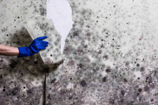 Best Bathroom Mold Remediation in Armonk, NY